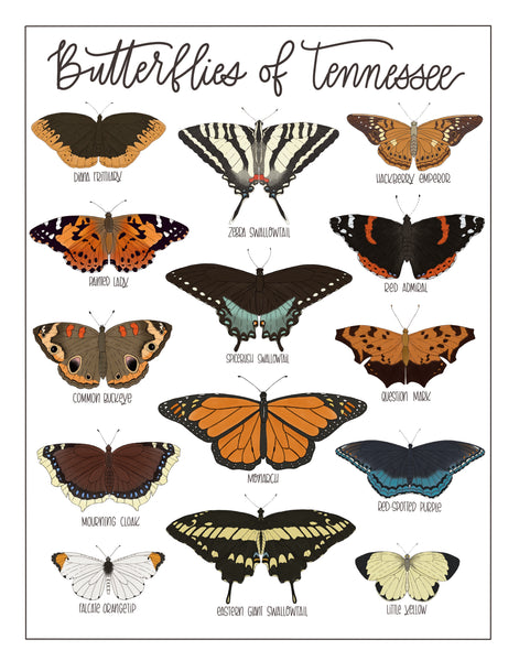 PRINT- Butterflies of Tennessee