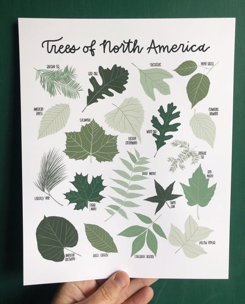 PRINT- Trees of North America